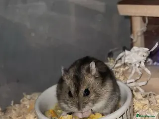 Hamster rodents Dwarf Hamster and cage - Advert 1