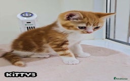 British Shorthair cats for sale: Adorable Kittens Ready For Reservation  - Image 23