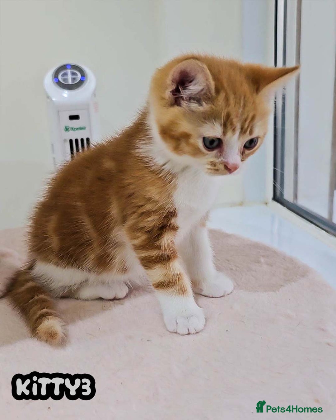 British Shorthair cats for sale: Adorable Kittens Ready For Reservation  - Image 23