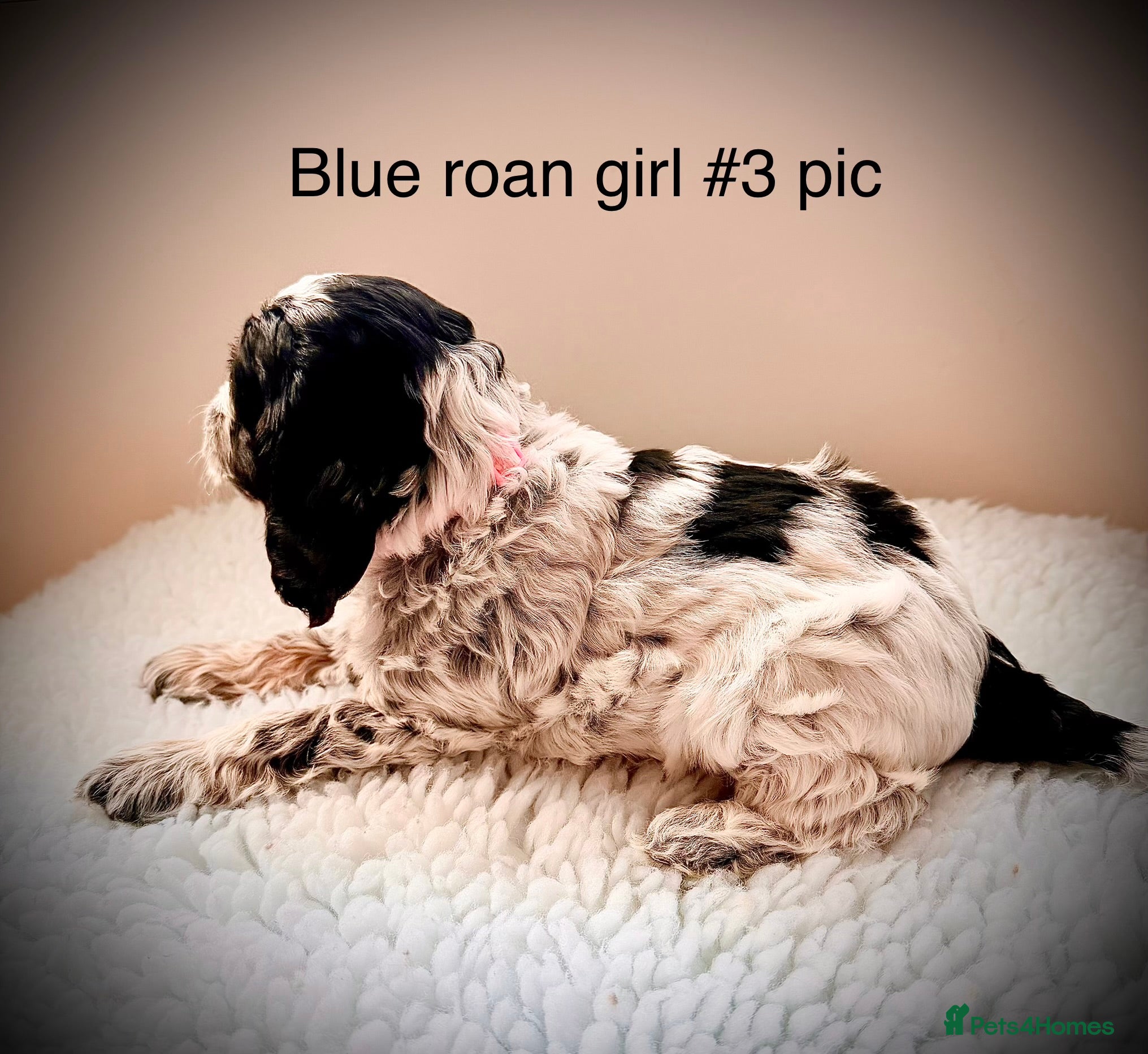 Cockapoo dogs F1 show type Cockapoos from health tested parents  - Advert 4