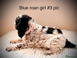 Cockapoo dogs F1 show type Cockapoos from health tested parents - Advert 4