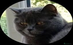 British Shorthair cats for sale: British short hair  - Image 5