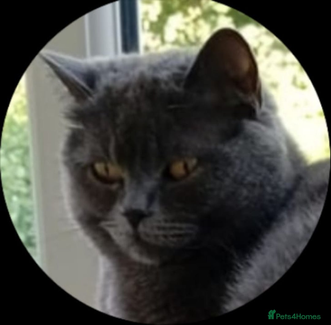 British Shorthair cats for sale: British short hair  - Image 5