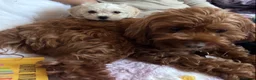 Cavapoo dogs for sale: Cavachon Female Puppy - Advert 10