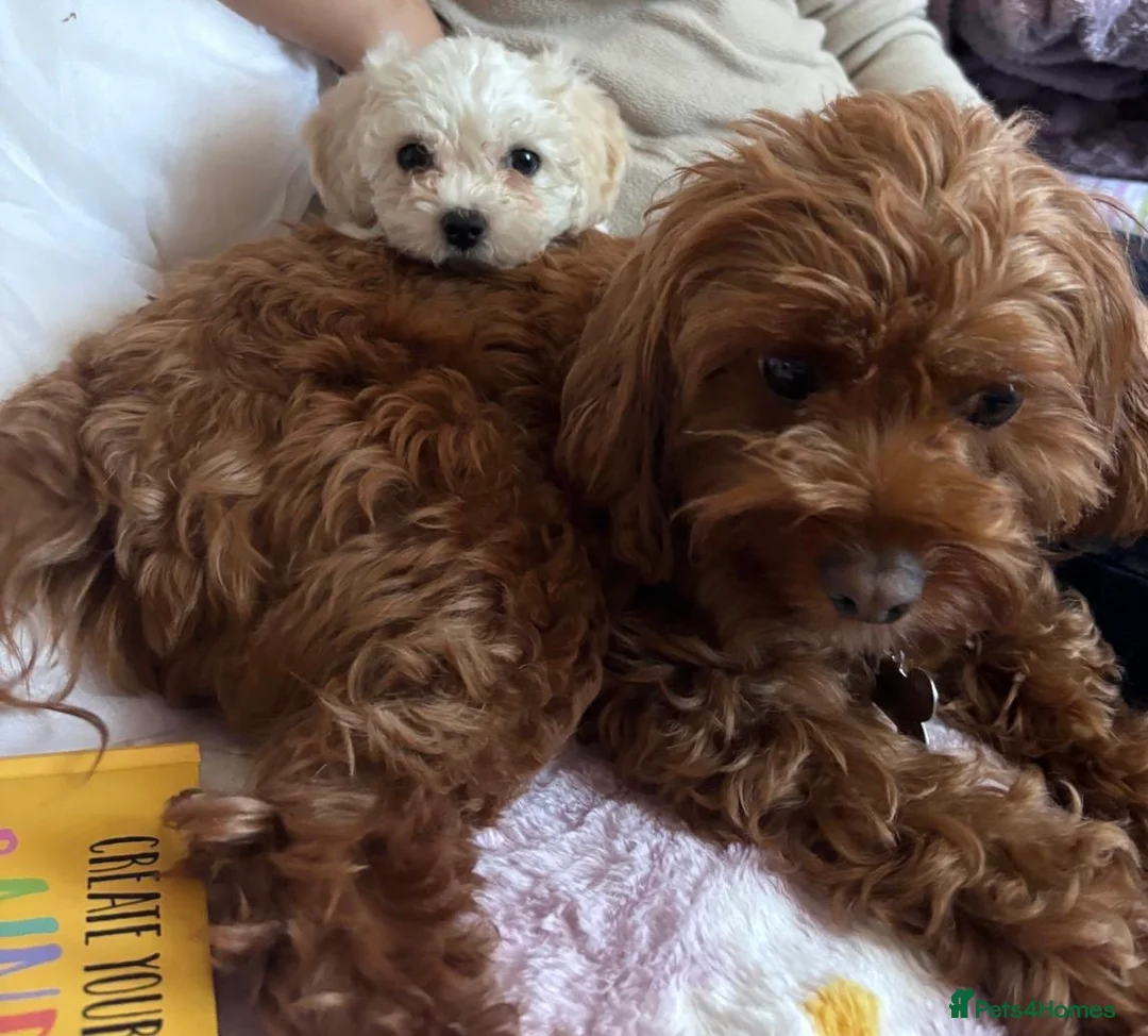 Cavapoo dogs for sale: Cavachon Female Puppy - Advert 10