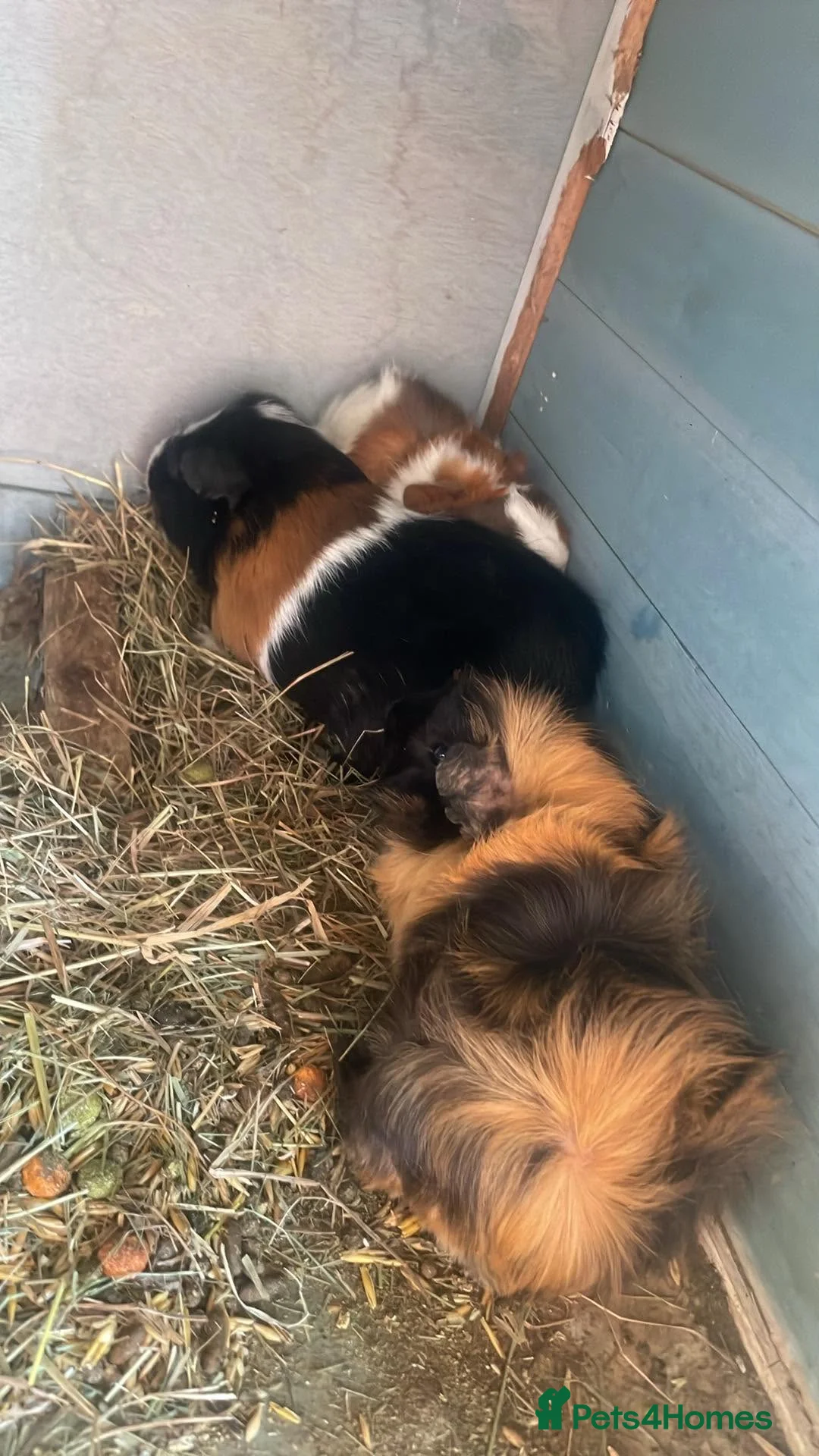 Guinea Pig rodents for sale: Guinea pigs for sale - Advert 2