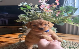 Cockapoo dogs for sale: Toy Cockapoo Puppies, Family Raised, Sweet Natured - Image 1
