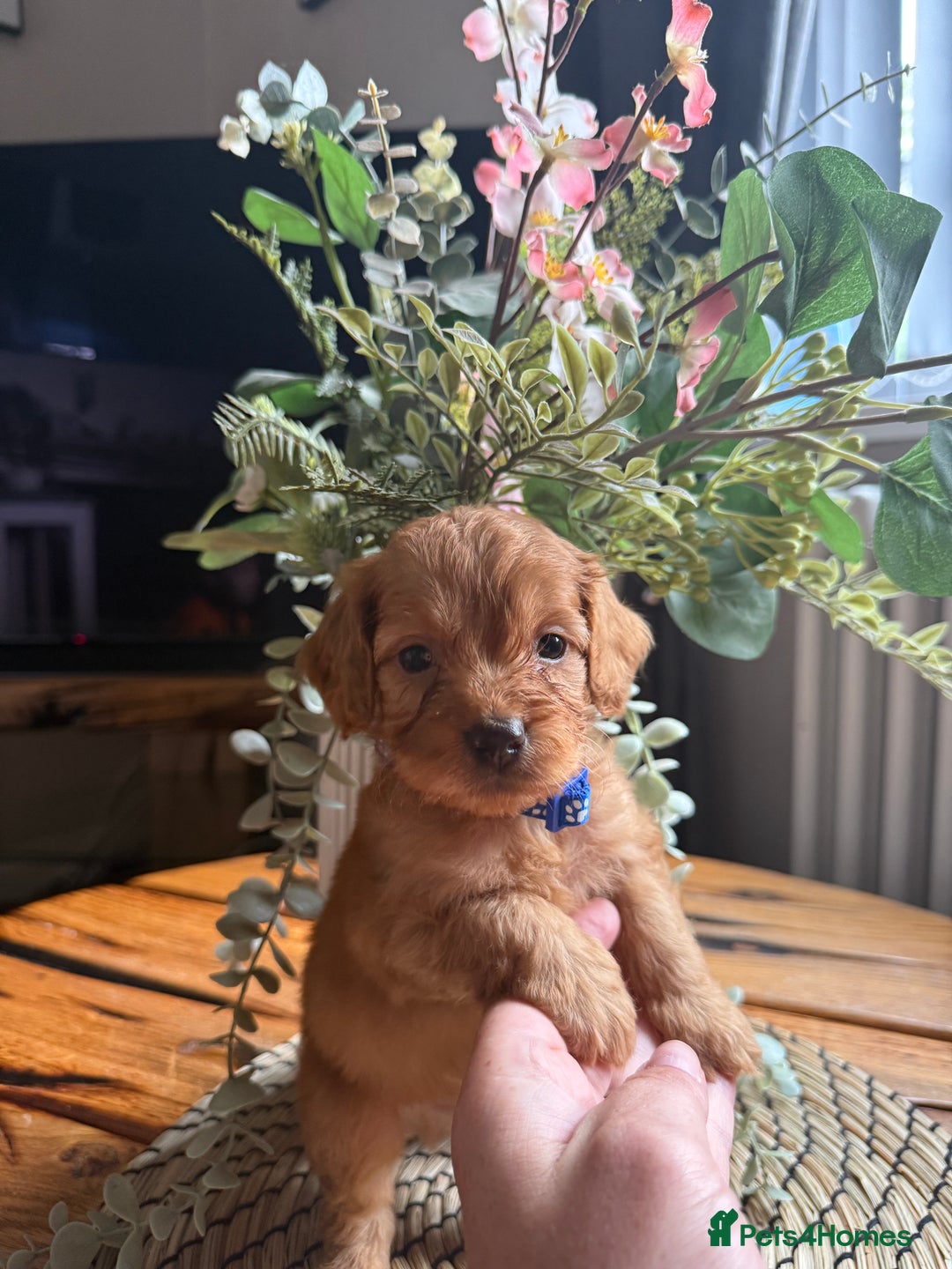 Cockapoo dogs for sale: Toy Cockapoo Puppies, Family Raised, Sweet Natured - Image 1