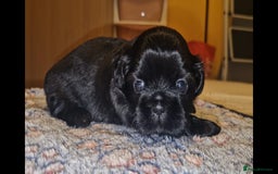 Shih Tzu dogs for sale: Imperial Shih Tzu - Image 11