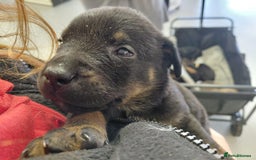 Mixed Breed dogs for sale: Rottweiler/pressa f1 - Image 3