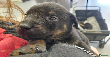 Mixed Breed dogs - Advert 6