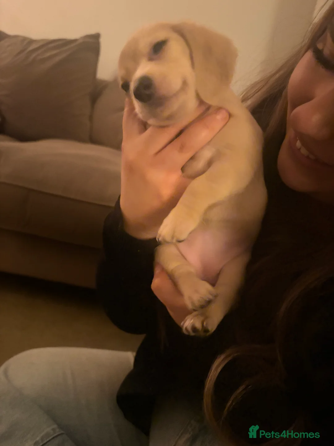 Miniature Dachshund dogs for sale: Miniature dachshund  - Advert 7