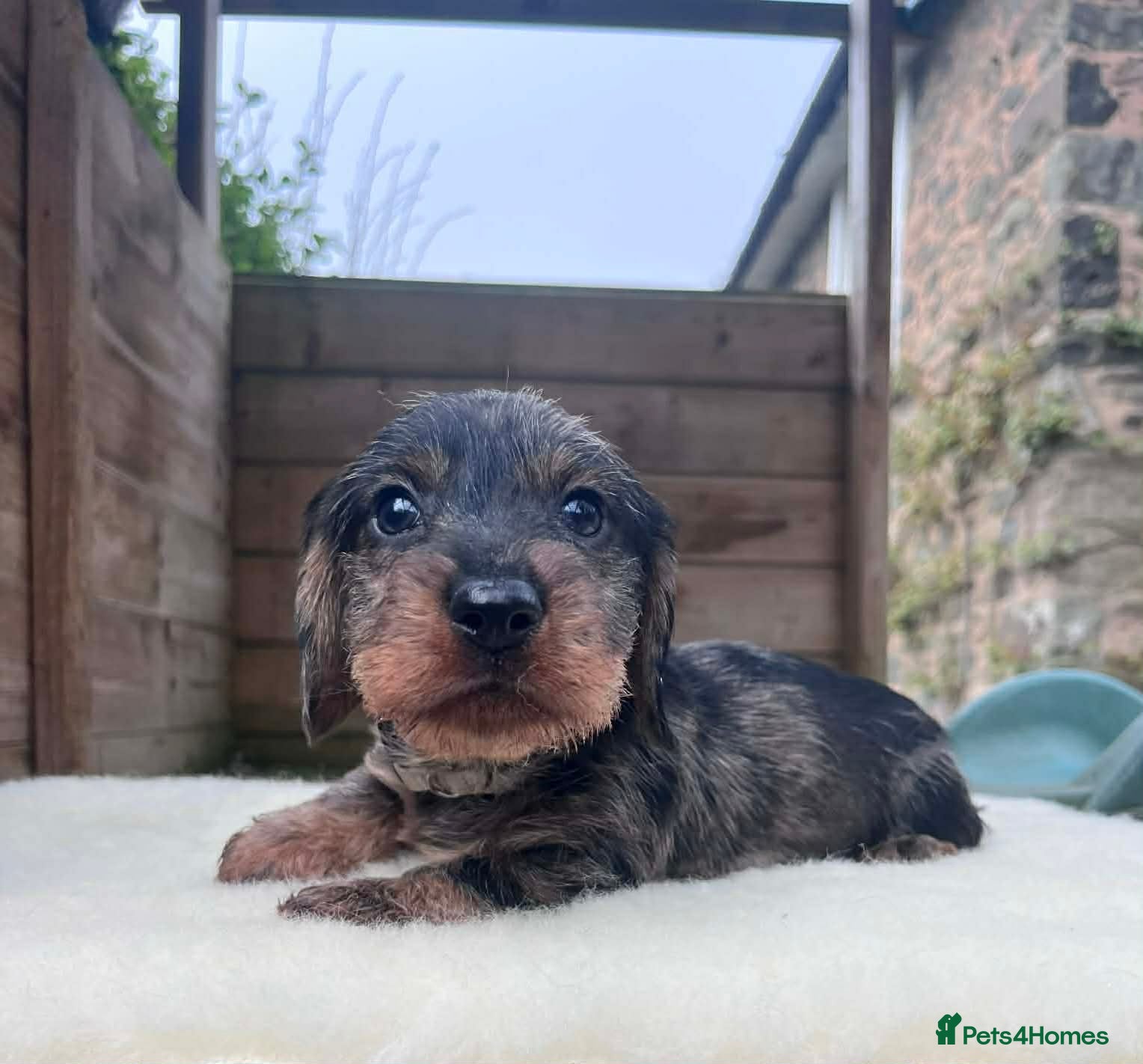 Dachshund dogs KC OUTSTANDING WIRE HAIRED DACHSHUND  - Advert 3