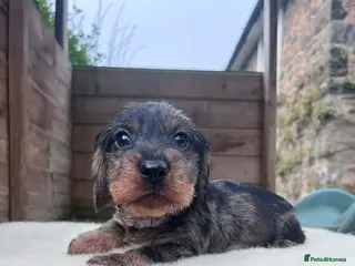 Dachshund dogs KC OUTSTANDING WIRE HAIRED DACHSHUND - Advert 3