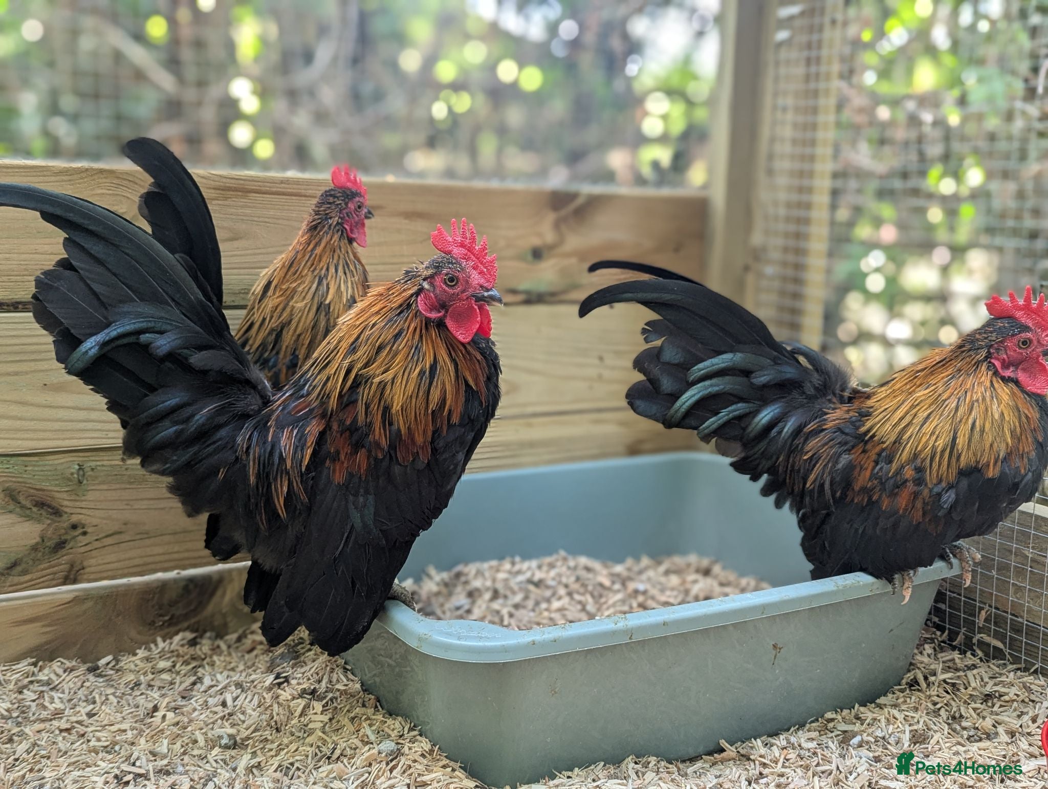 Chickens poultry Serama Cockerels - Advert 1