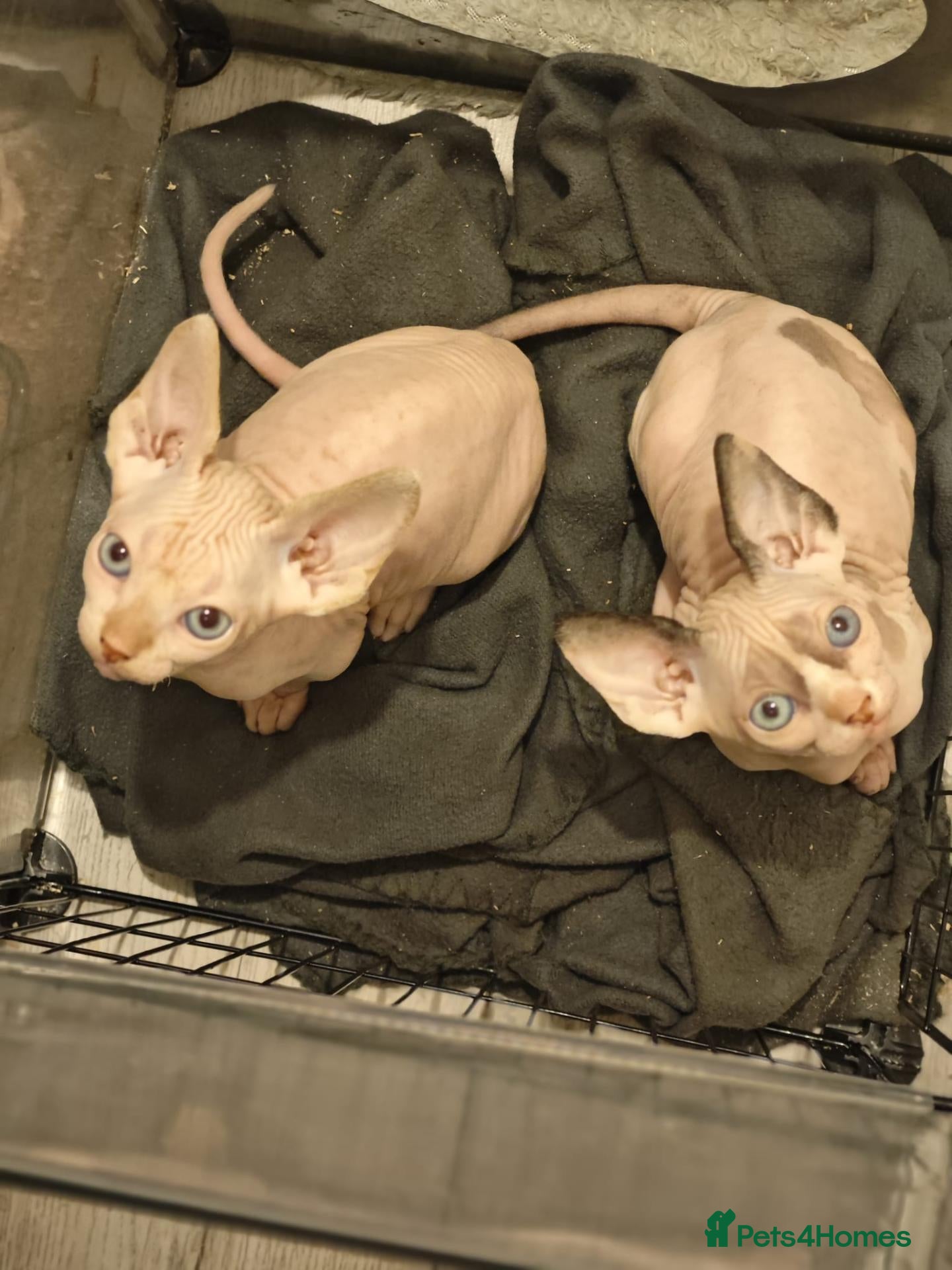 Sphynx cats 3 x sphynx kittens for sale - Advert 2