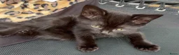 Mixed Breed cats for sale: Beautiful fluffy friendly babies - Advert 17