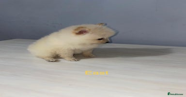Pomeranian dogs - Advert 13
