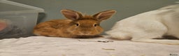 Lionhead rabbits for sale: Lion head x **2 left ready now - Advert 5