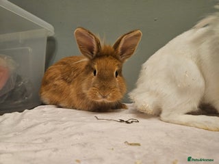 Lionhead rabbits Lion head x **2 left ready now - Advert 2