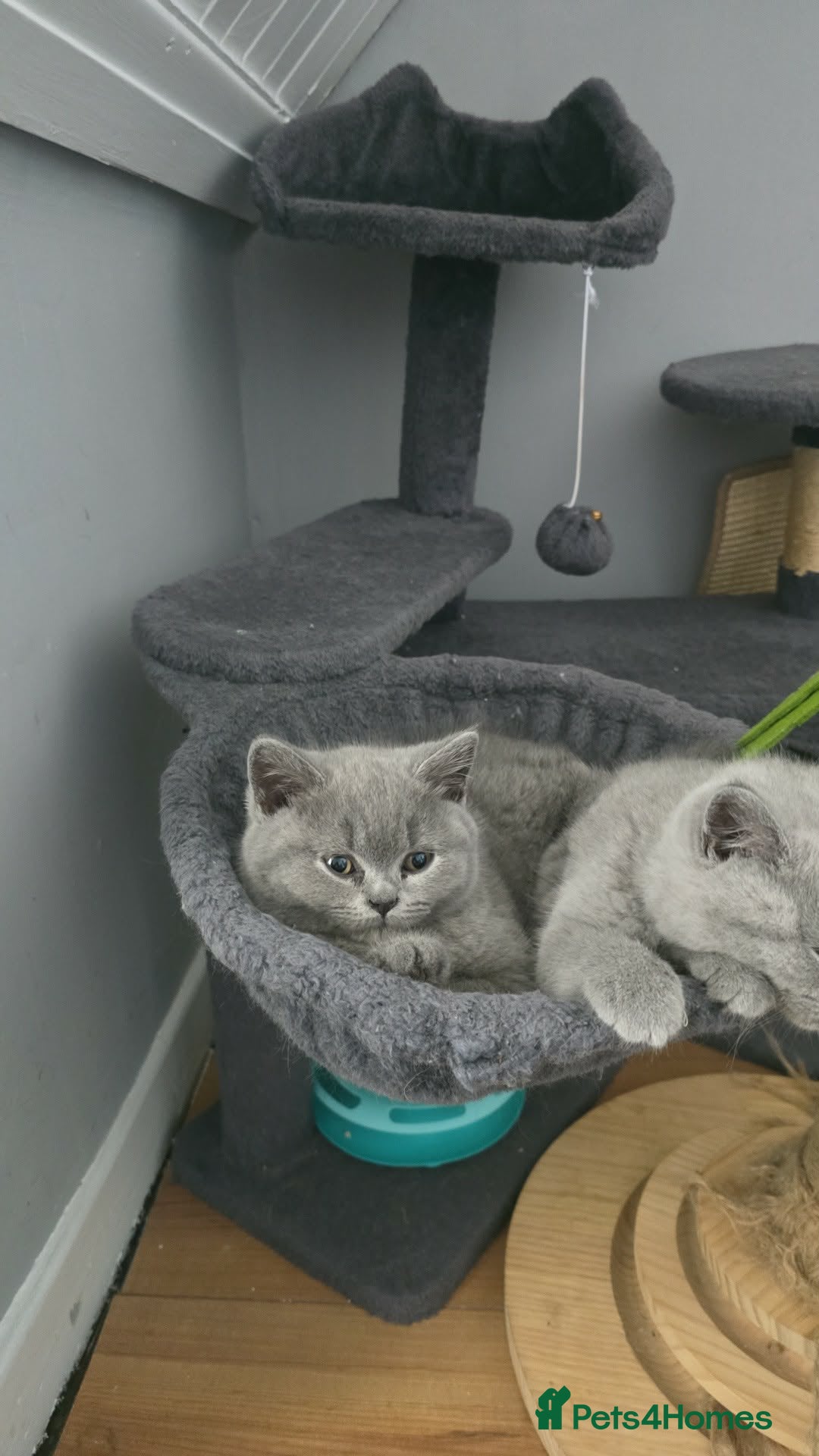 British Shorthair cats for sale: British shorthair beautiful male - Advert 5