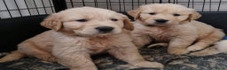 Golden Retriever dogs for sale: KC GoldenRetriver,READY NOW - Advert 3