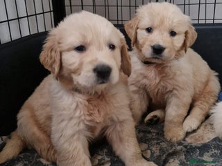 Golden Retriever dogs KC GoldenRetriver,READY DEC.20 - Advert 4