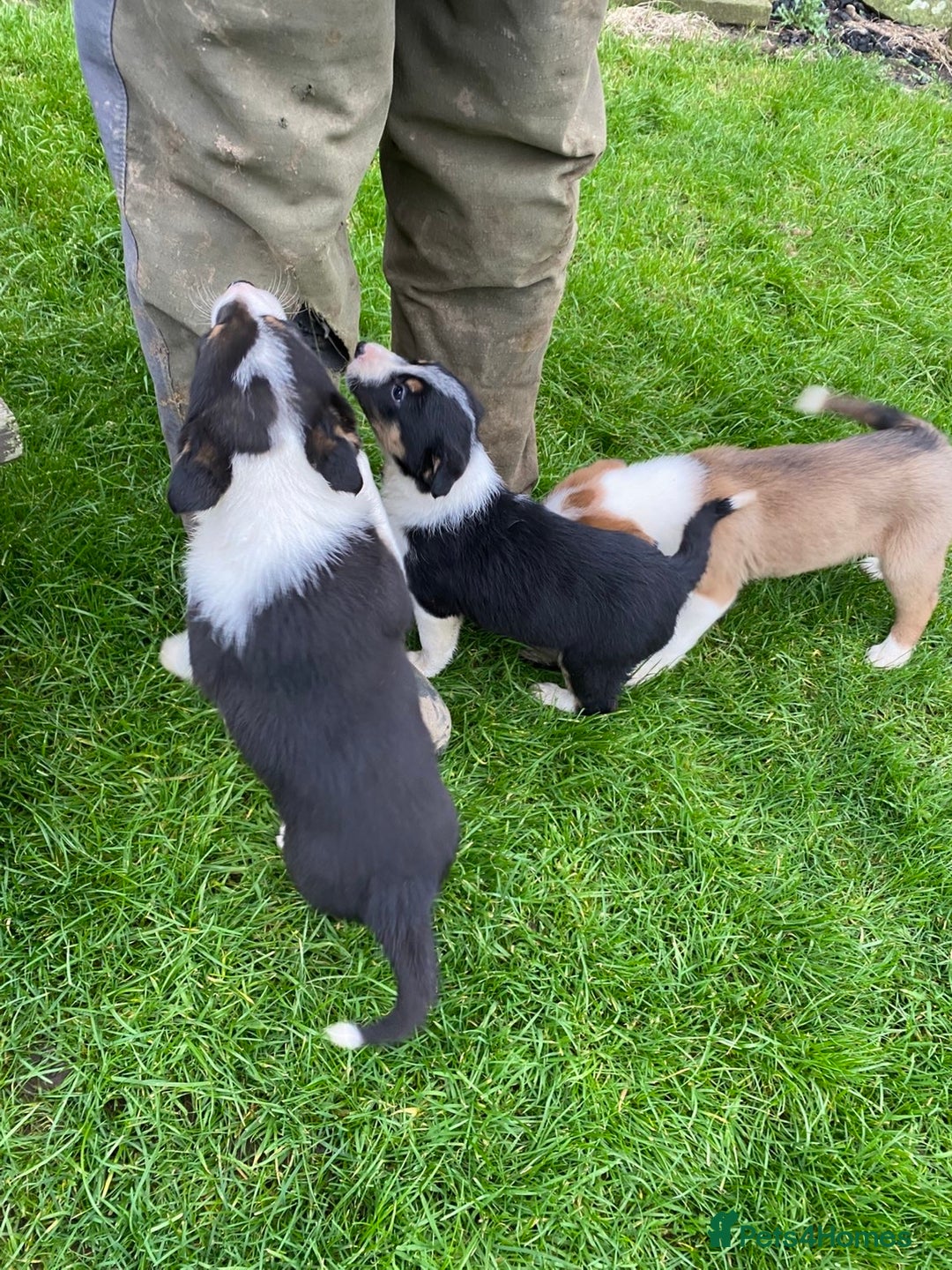 Border Collie dogs for sale: Proven Working Border Collie Puppies  - Advert 3