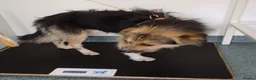 Mixed Breed dogs for adoption: BEN's Journey to Safety - Advert 23