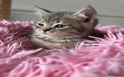 British Shorthair cats for sale: 5 Adorable British Shorthair Kittens - Image 30