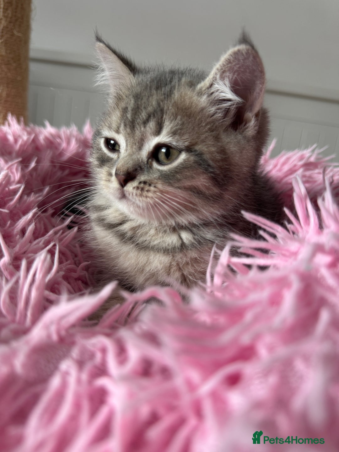 British Shorthair cats for sale: 5 Adorable British Shorthair Kittens - Image 30
