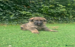 German Shepherd dogs for sale: German shepherd  - Image 14