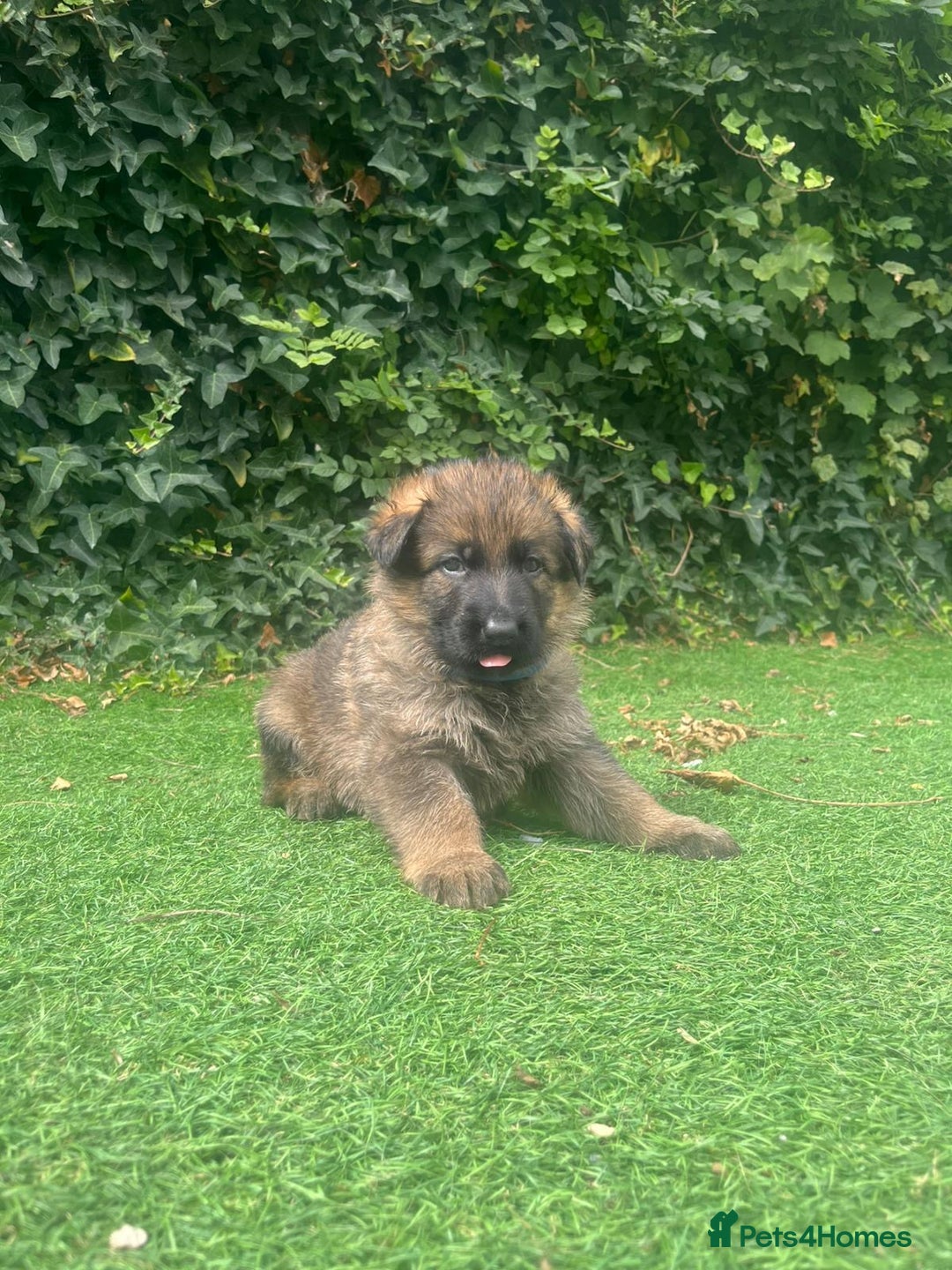 German Shepherd dogs for sale: German shepherd  - Image 14