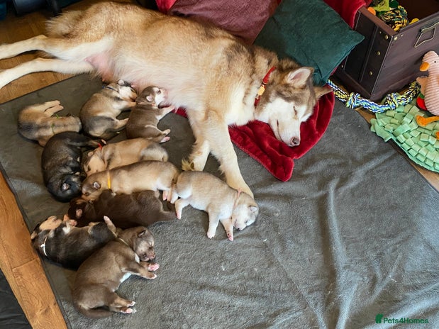 Alaskan Malamute dogs - Advert 2