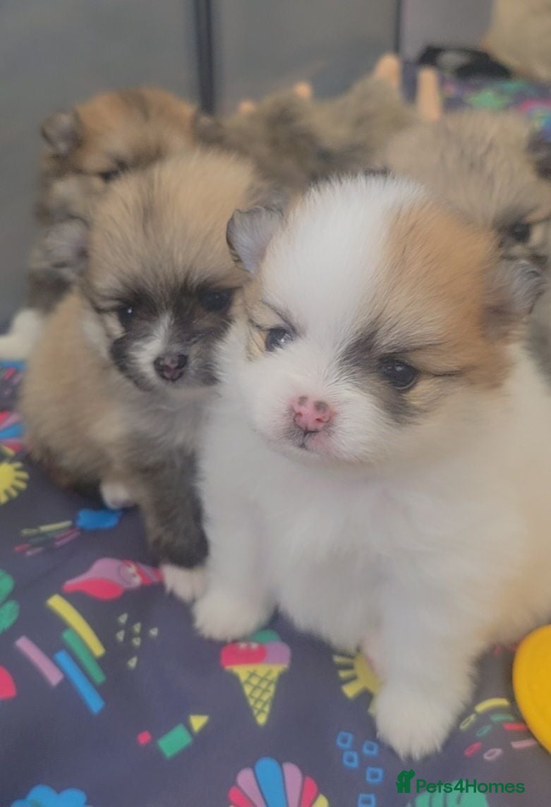 Pomeranian dogs Our perfect posh pom puds! 🐾 🐾 🐾 🐾   - Advert 2