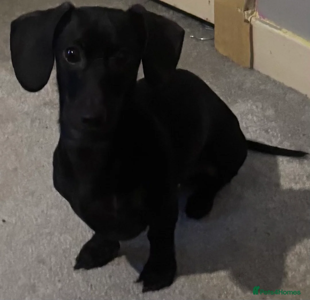 Miniature Dachshund dogs for stud: Looking for stud - Advert 3