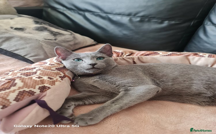Russian Blue cats in Hayes - Advert 1