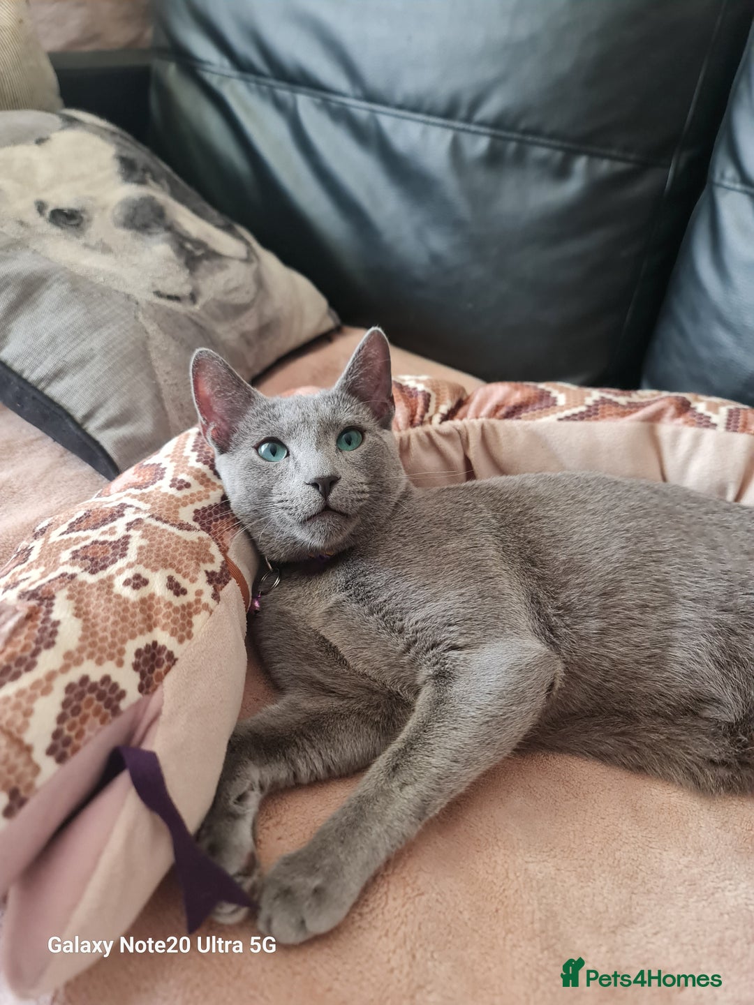 Russian Blue cats for sale: Quality Russian Blue male kitten in Hayes - Image 2