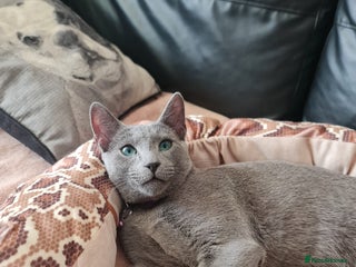 Russian Blue cats in Hayes - Advert 10