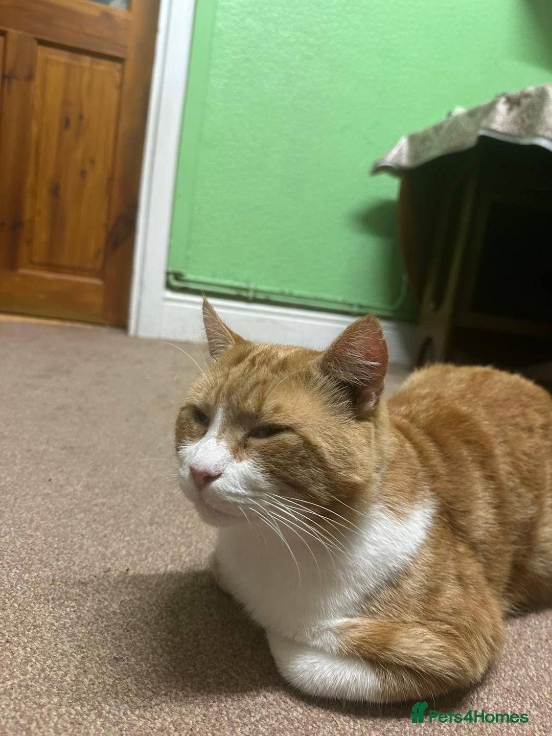 Mixed Breed cats for sale: Sweet 2 year old boy - Advert 4