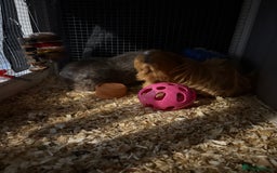 Guinea Pig rodents for sale: Two girls ‘ ivy and iris  - Image 6