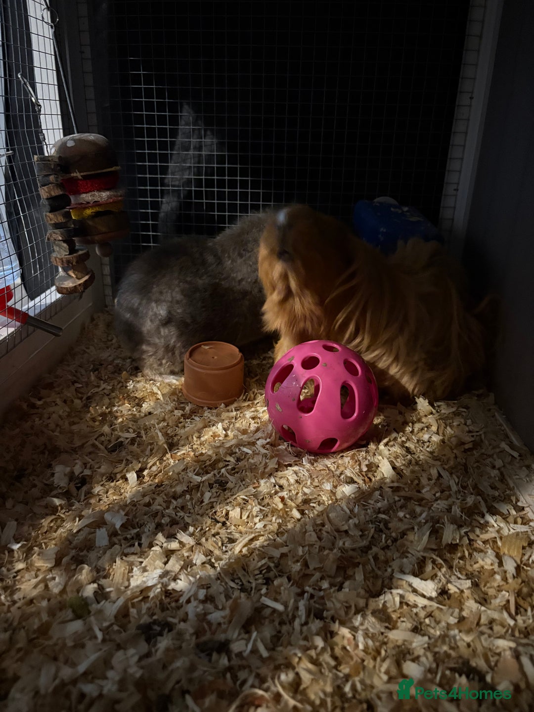 Guinea Pig rodents for sale: Two girls ‘ ivy and iris  - Image 6