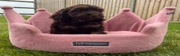 Cockapoo dogs for sale: Stunning F1 Cockapoos looking for 5⭐️ homes!  - Advert 13