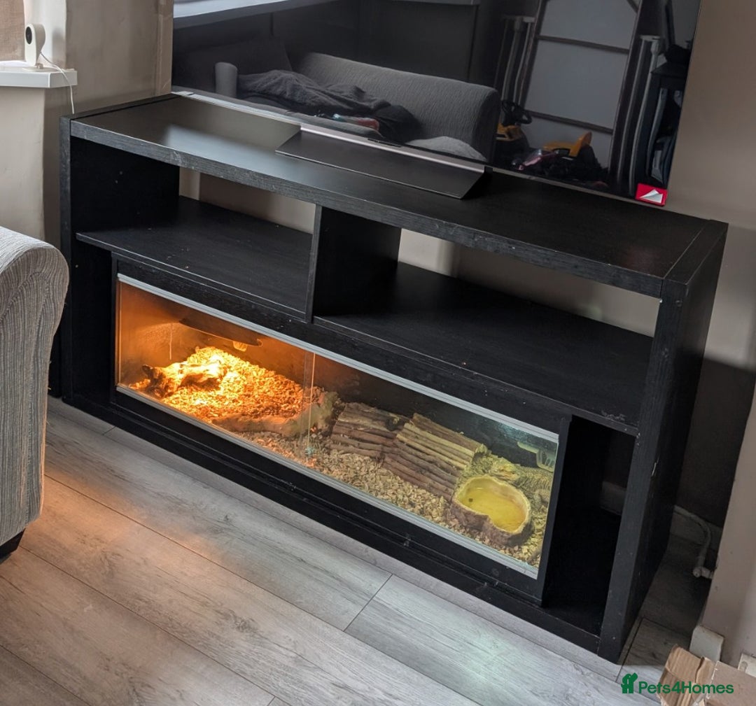 Bearded Dragon reptiles for sale: Bearded dragon & vivarium/unit  - Advert 4