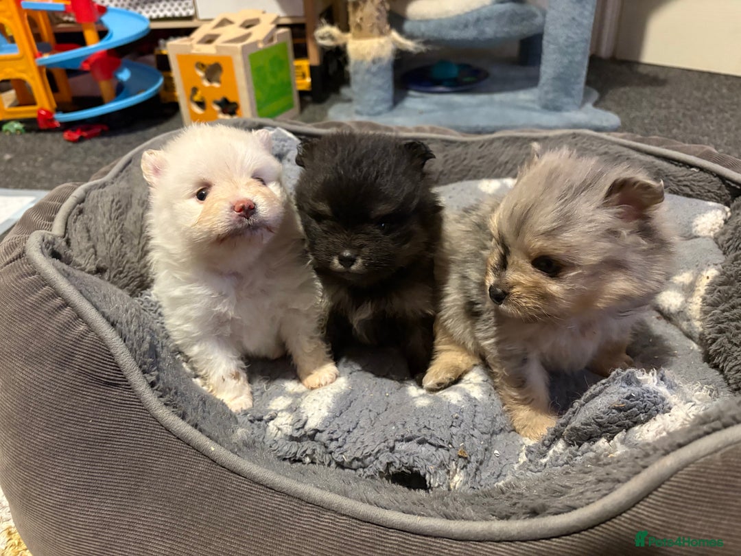 Pomeranian dogs for sale: 1 male 1 female  - Advert 6