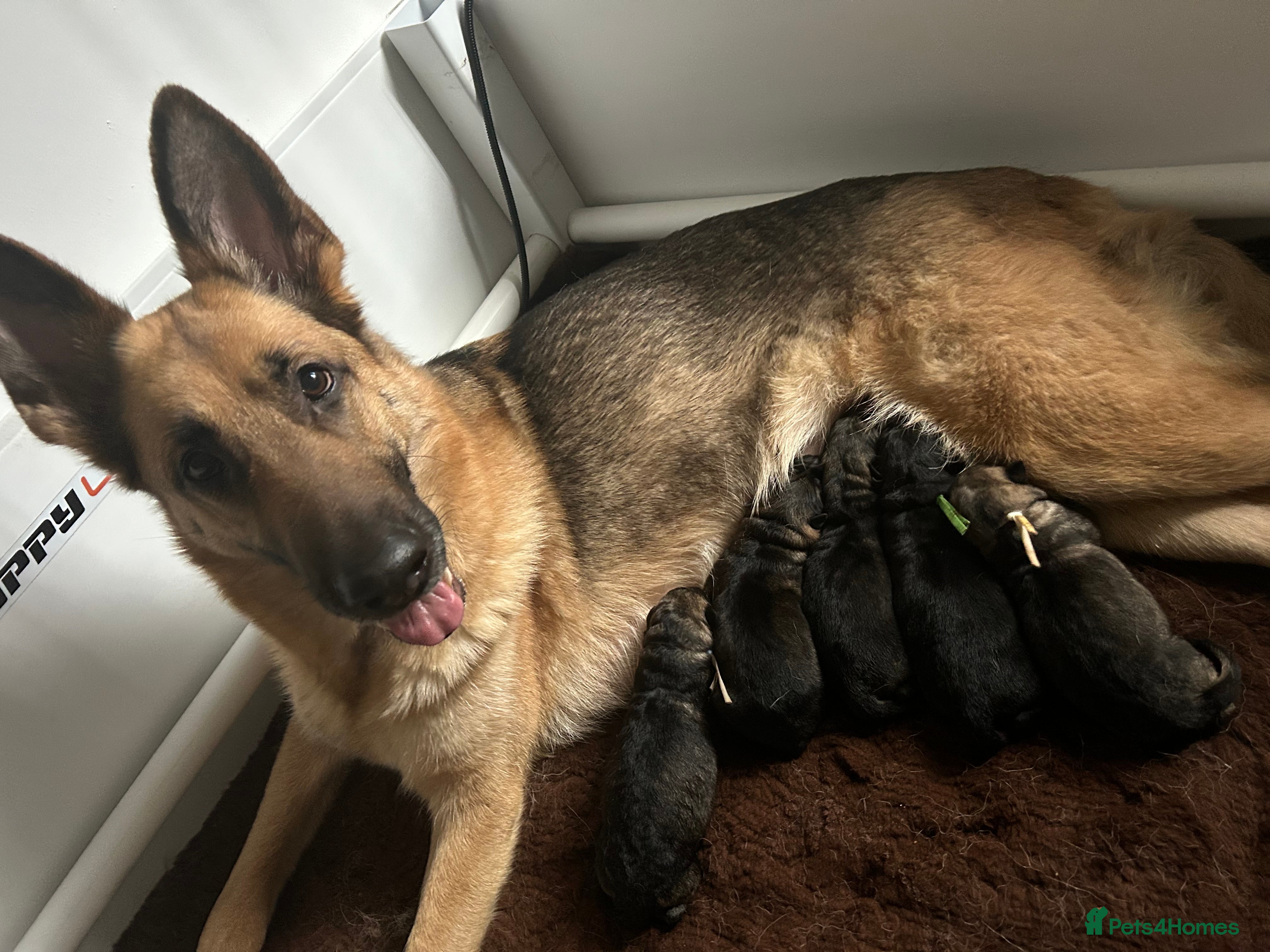 German Shepherd dogs Beautiful German shepherd pups **DM Clear!** in Huddersfield - Advert 2