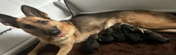 German Shepherd dogs for sale: Beautiful German shepherd pups **DM Clear!** - Advert 1