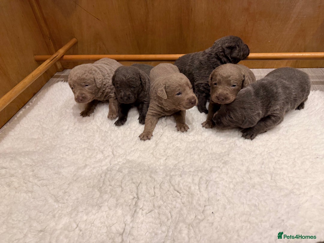 Labrador Retriever dogs for sale: Charcoal/silver Labrador puppies  - Advert 8