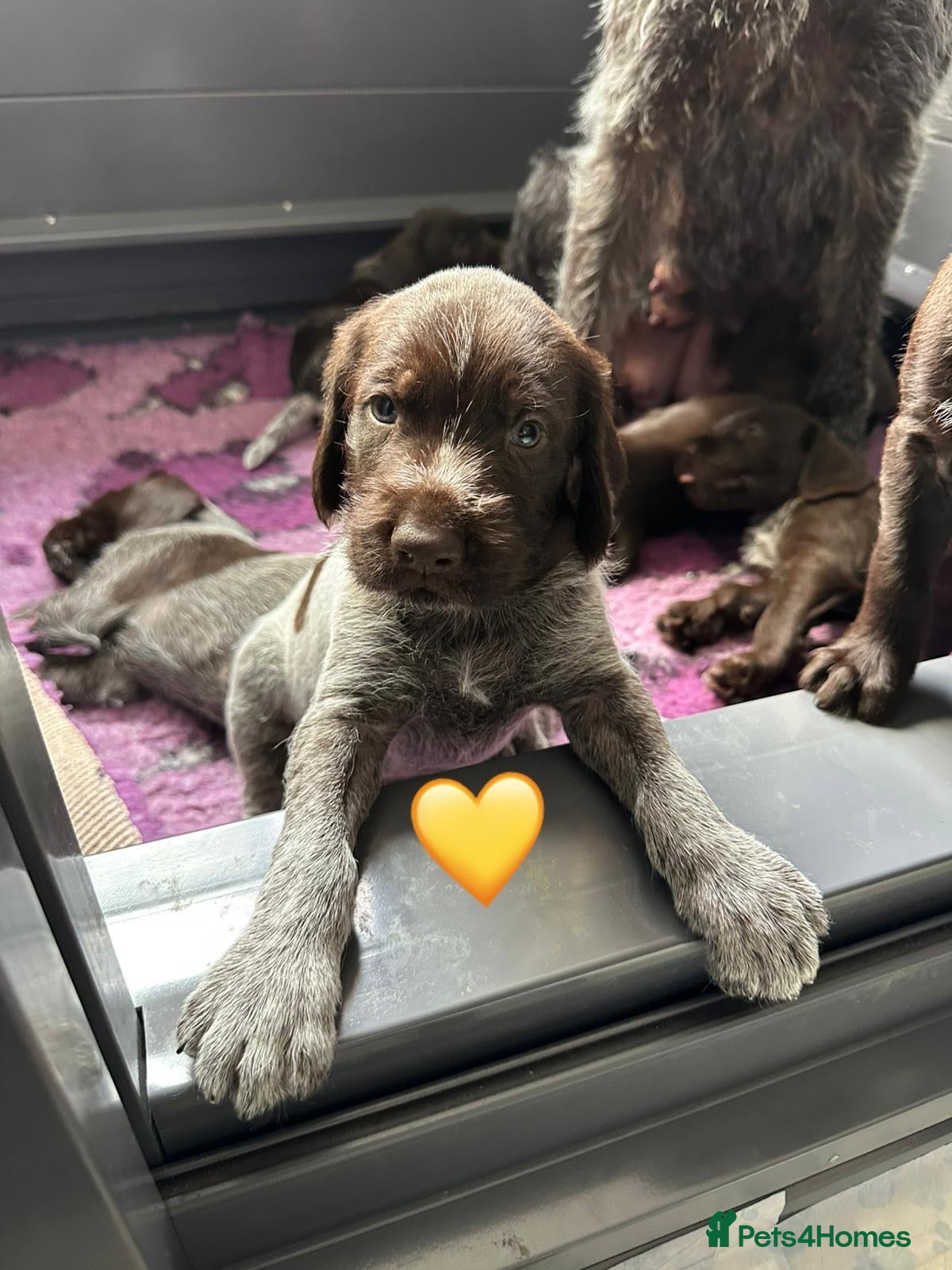 German Wirehaired Pointer dogs Kc reg german wirehaired pointer puppies for sale - Advert 1