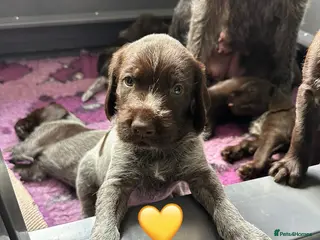 German Wirehaired Pointer dogs Kc reg german wirehaired pointer puppies for sale - Advert 13